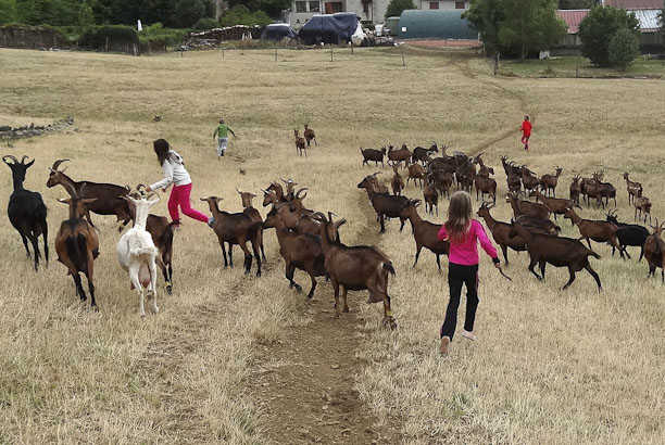 Vacances-passion - Centre équestre Cheval Bugey - Ceyzériat - Ain