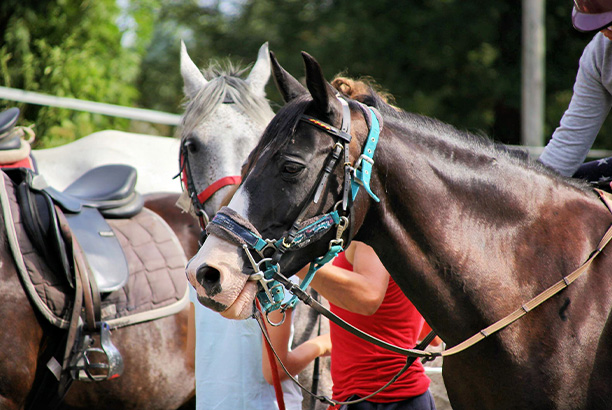 Vacances-passion - Domaine de Laurière - Villefranche-de-Rouergue - Aveyron