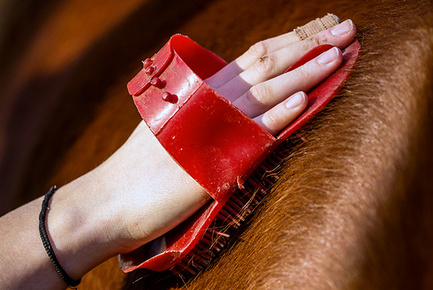 Vacances-passion - Les écuries de Saint-Georges-sur-Loire - Saint-Georges-sur-Loire - Maine-et-Loire