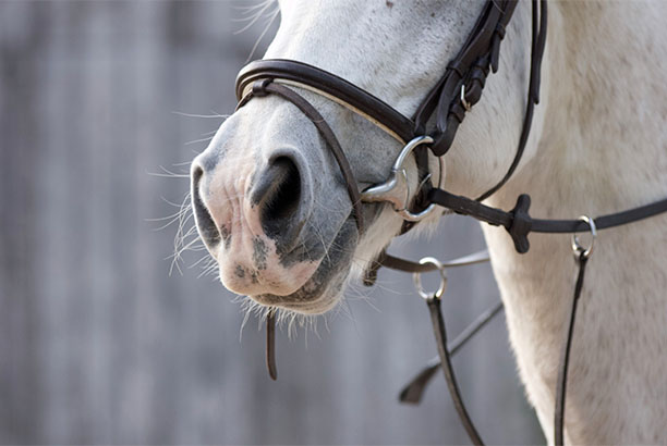 Vacances-passion - La Maison du Château - Saint-Priest-la-Roche - Loire