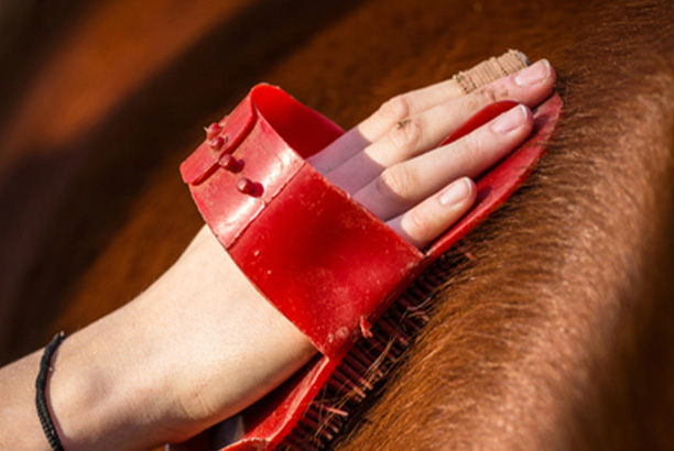 Vacances-passion - Les écuries de Saint-Georges-sur-Loire - Saint-Georges-sur-Loire - Maine-et-Loire