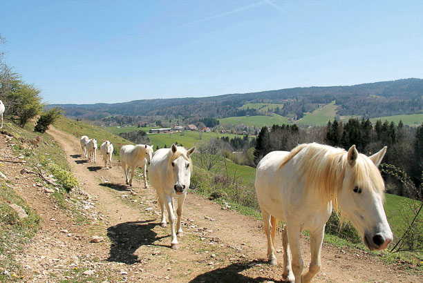 Vacances-passion - Grandeur Nature - Chaux-Neuve - Doubs