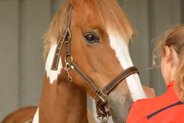 Vacances pour tous - colonies de vacances  - Saint-Priest-la-Roche - 100 % Équitation