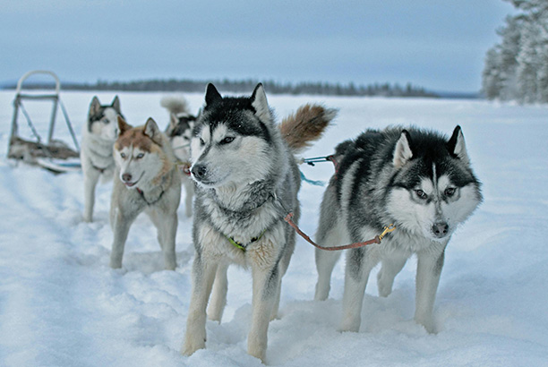 Vacances pour tous - colonies de vacances  - Eschbach-au-Val - La Chouette, expédition en chiens de traîneau Vacances pour tous - colonies de vacances  - Eschbach-au-Val - La Chouette, expédition en chiens de traîneau